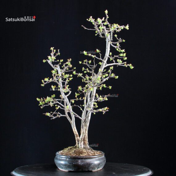 Pseudocydonia Sinensis - immagine 4