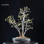 Pseudocydonia Sinensis - immagine 5