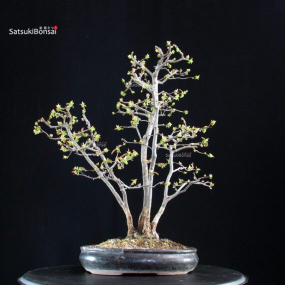 Pseudocydonia Sinensis - immagine 5