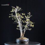 Pseudocydonia Sinensis - immagine 6