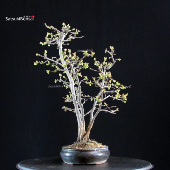 Pseudocydonia Sinensis - immagine 6