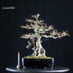 Acer Buergerianum su roccia - Kaede
