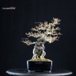 Acer Buergerianum su roccia - Kaede - immagine 2