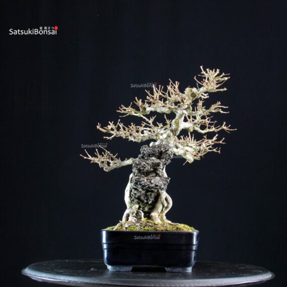 Acer Buergerianum su roccia - Kaede - immagine 2
