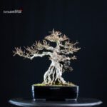Acer Buergerianum su roccia - Kaede - immagine 4