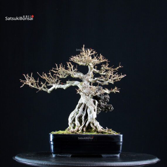Acer Buergerianum su roccia - Kaede - immagine 4