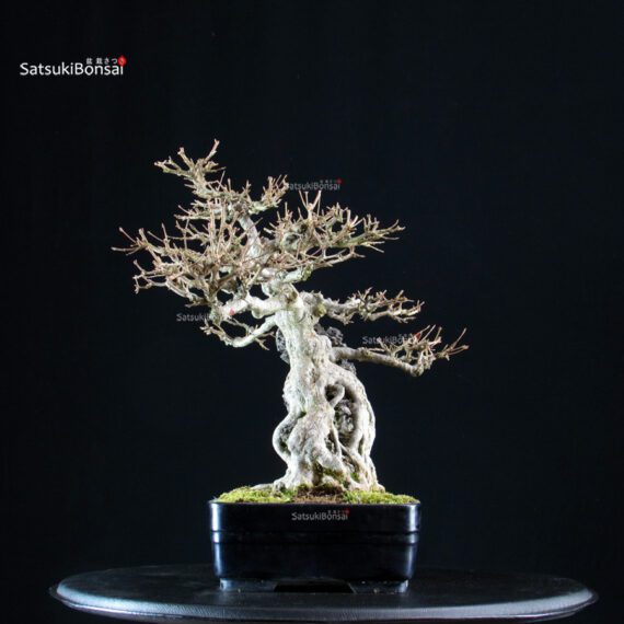 Acer Buergerianum su roccia - Kaede - immagine 3
