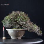 Rhyncospermum Asiaticum