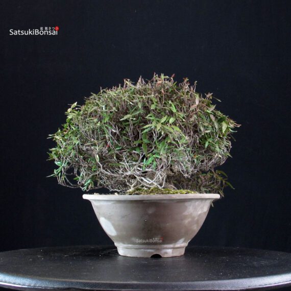 Rhyncospermum Asiaticum - immagine 2