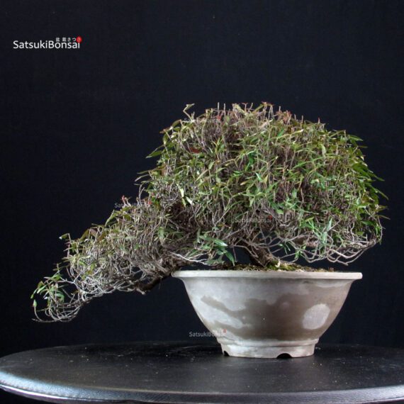 Rhyncospermum Asiaticum - immagine 3