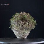 Rhyncospermum Asiaticum - immagine 4