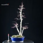 Acero palmato Yamamomiji