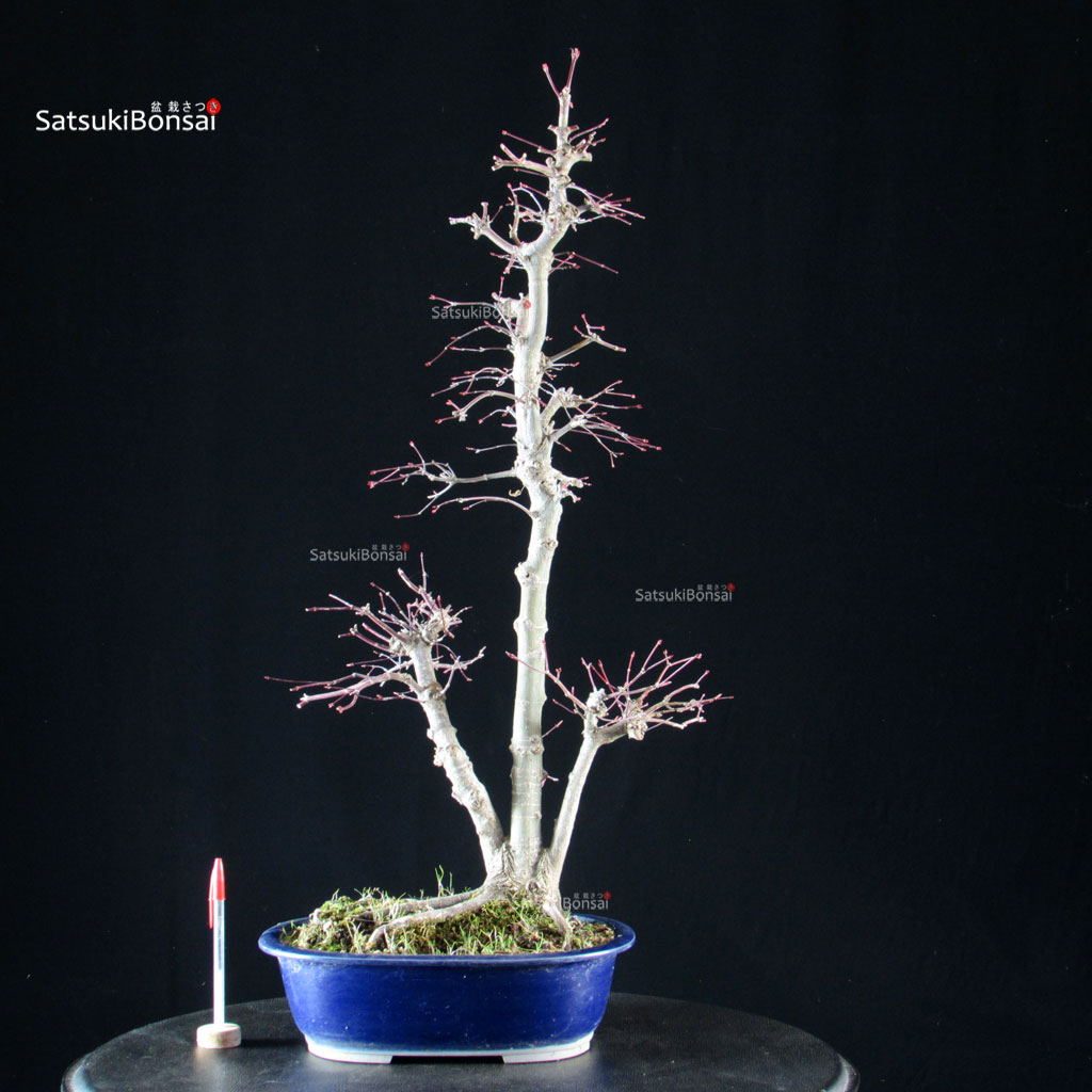 6452_1-Acer-palmatum-yamamomiji Acero palmato Yamamomiji - immagine 1