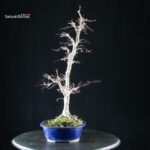 Acero palmato Yamamomiji - immagine 2