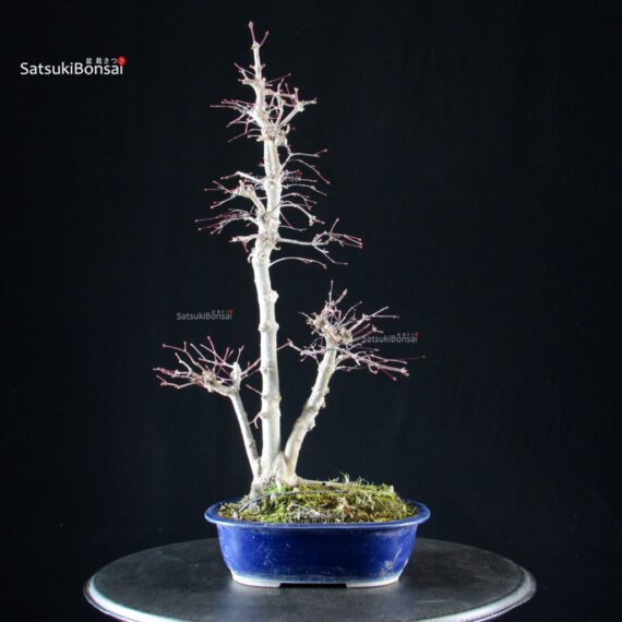 Acero palmato Yamamomiji - immagine 3