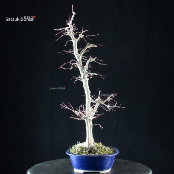 Acero palmato Yamamomiji - immagine 4