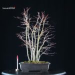 Acero palmato Yamamomiji bosco