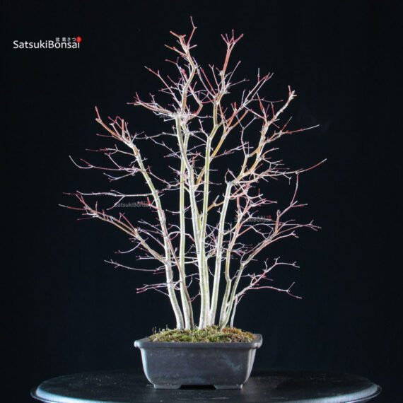 Acero palmato Yamamomiji bosco - immagine 2