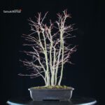 Acero palmato Yamamomiji bosco - immagine 3