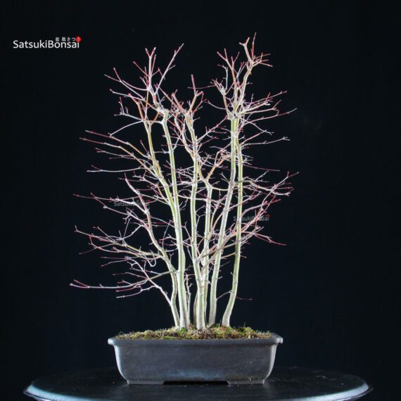 Acero palmato Yamamomiji bosco - immagine 3