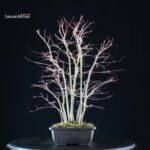 Acero palmato Yamamomiji bosco - immagine 4