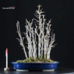 Acer Buergerianum bosco - Kaede