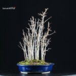 Acer Buergerianum bosco - Kaede - immagine 2
