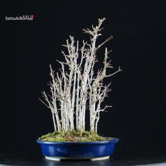 Acer Buergerianum bosco - Kaede - immagine 2