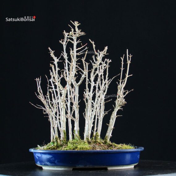 Acer Buergerianum bosco - Kaede - immagine 3