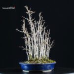 Acer Buergerianum bosco - Kaede - immagine 4