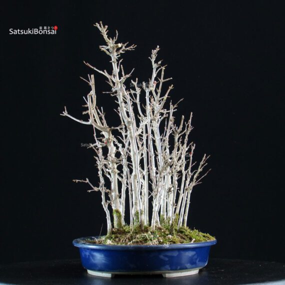 Acer Buergerianum bosco - Kaede - immagine 4