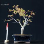 Acero Palmato Katsura