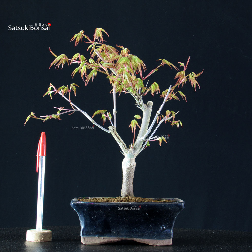 BCE-504_1-Acer-palmatum-Katsura Acero Palmato Katsura - immagine 1