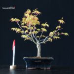 Acero Palmato Katsura