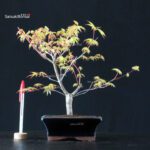 Acero Palmato Katsura