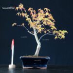 Acero Palmato Katsura