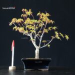 Acero Palmato Katsura