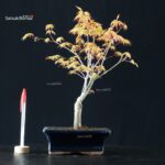 Acero Palmato Katsura