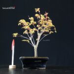 Acero Palmato Katsura