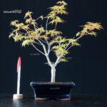 Acero Palmato Katsura