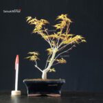 Acero Palmato Katsura