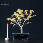 Acero Palmato Katsura