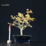 Acero Palmato Katsura