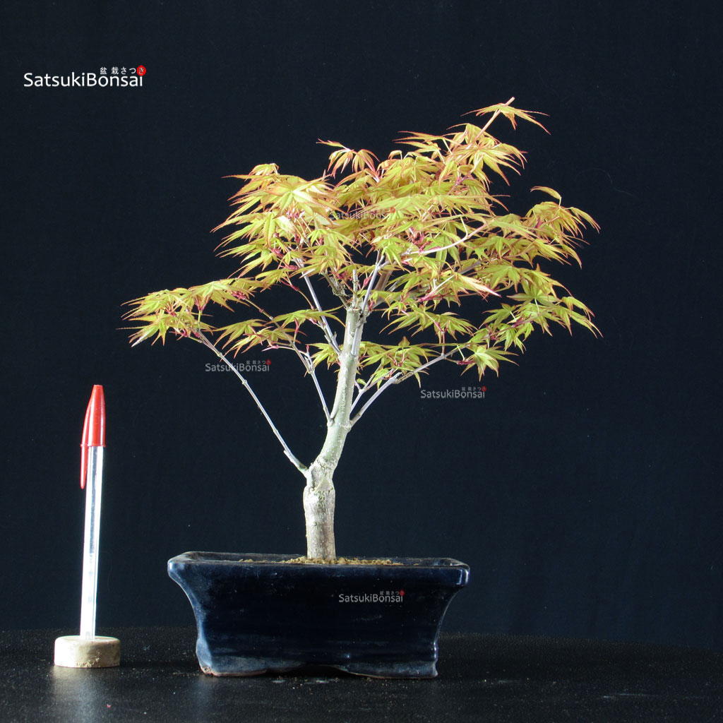 BCE-504_20-Acer-palmatum-Katsura Acero Palmato Katsura - immagine 1