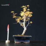 Acero Palmato Katsura