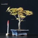 Acero Palmato Katsura