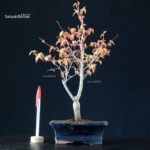 Acero Palmato Katsura