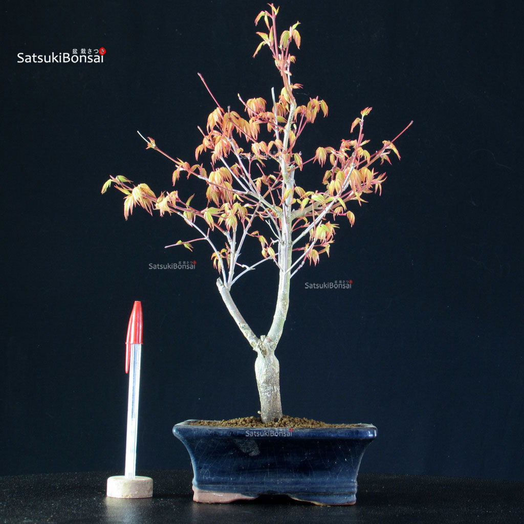 BCE-504_24-Acer-palmatum-Katsura Acero Palmato Katsura - immagine 1