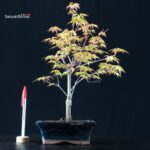 Acero Palmato Katsura