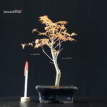 Acero Palmato Katsura